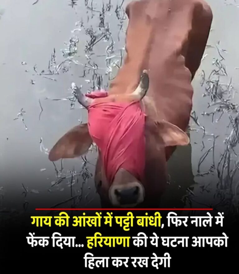 पट्टी बांधकर गाय को नाले में फेंका,सिरसा के जमाल गांव में पशु क्रूरता की हदें पार